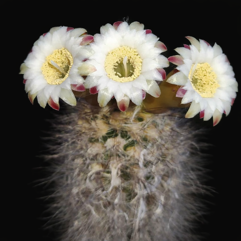 Pilosocereus luetzelburgii cactus with white flowers having pink-tipped petals and yellow centers