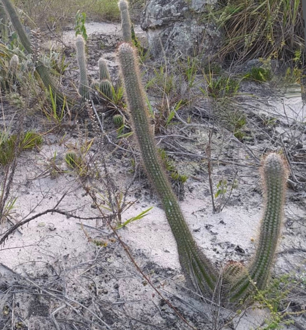 Pilosocereus luetzelburgii tall slender cactus with spines in sandy dry habitat