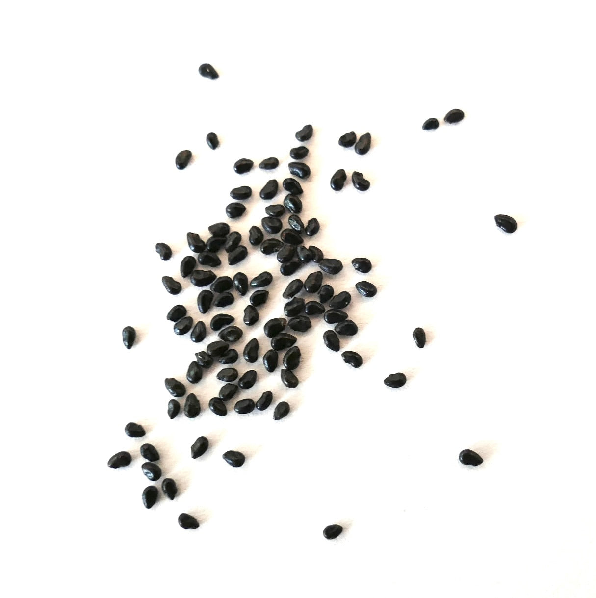 Pilosocereus odilensis black cactus seeds scattered on white background