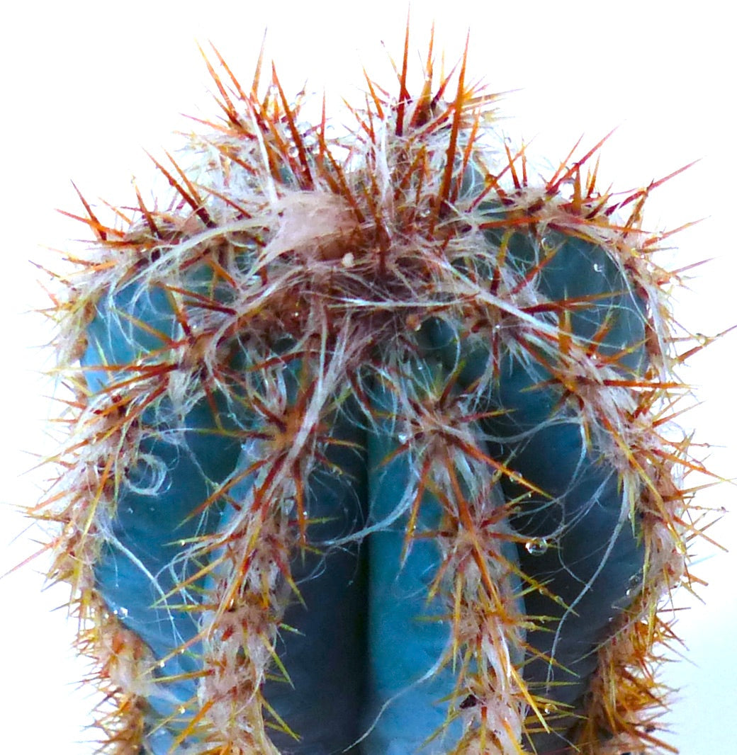 Pilosocereus odilensis blue-green cactus with dense orange spines and white woolly hairs