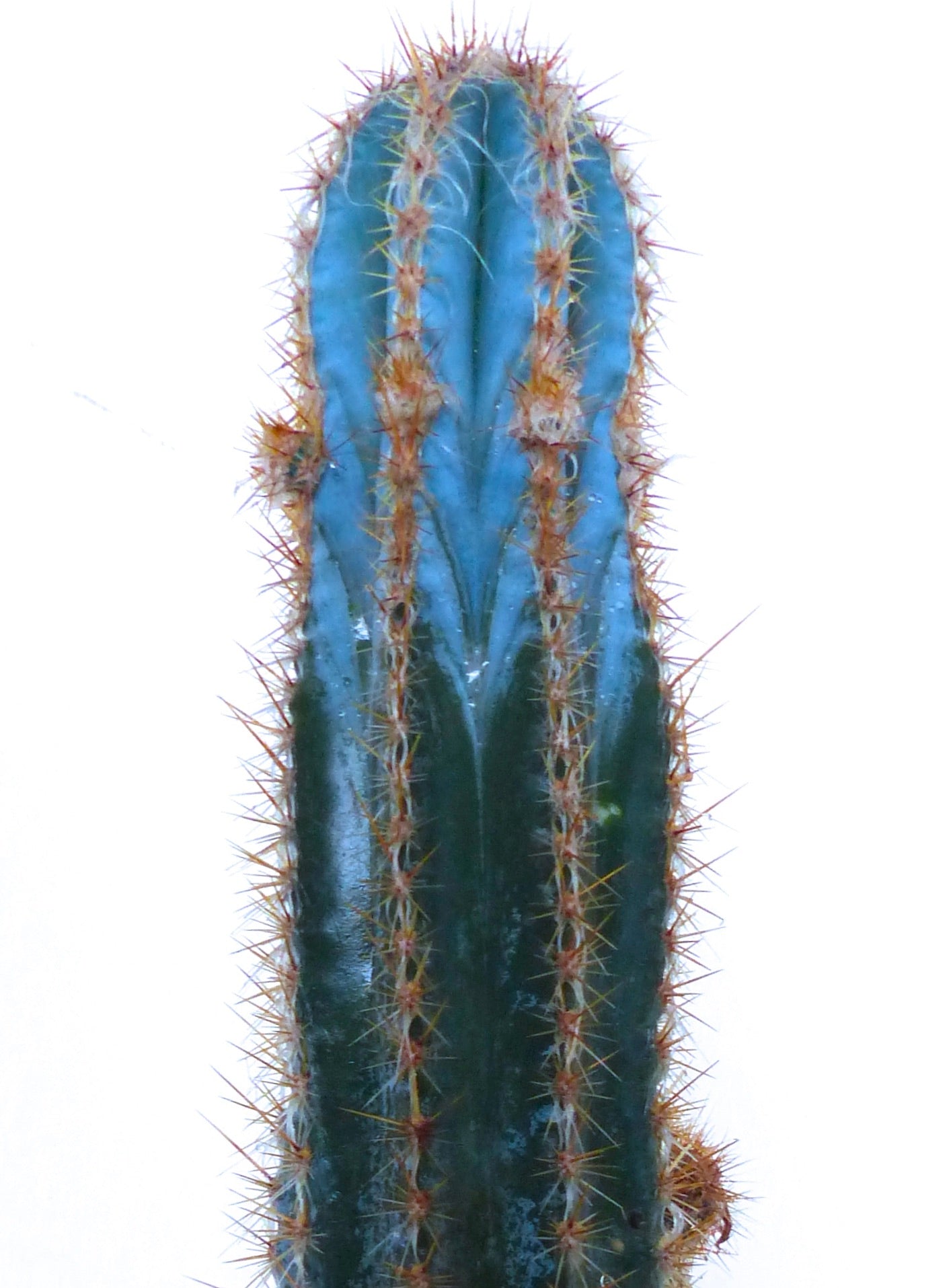 Pilosocereus odilensis rare blue-green cactus with prominent orange spines and ribbed structure
