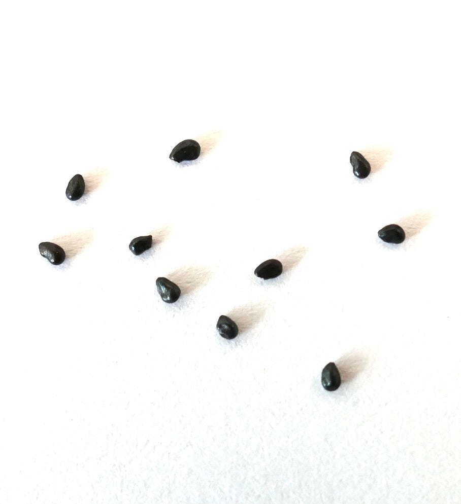 Pilosocereus odilensis black cactus seeds on white background for planting