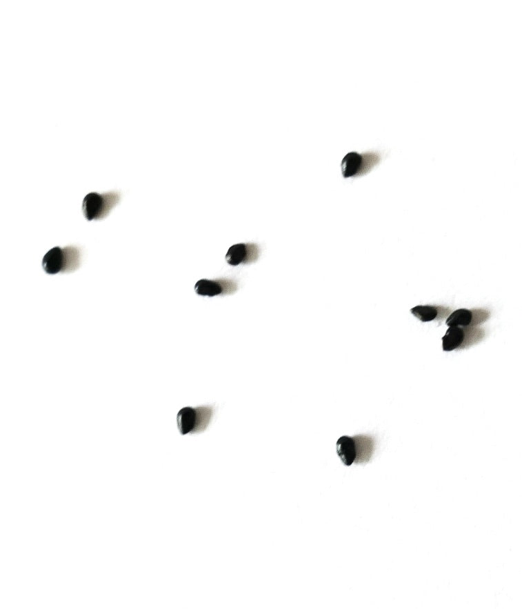 Pilosocereus pachycladus black cactus seeds scattered on white background