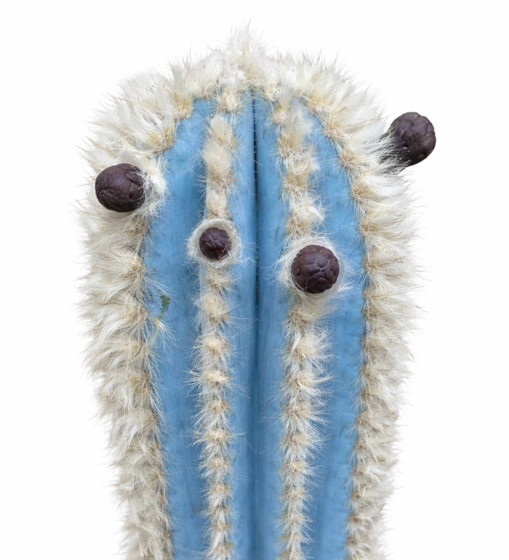 Pilosocereus pachycladus blue cactus with white woolly spines and dark fruit buds
