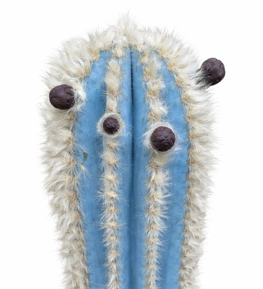 Pilosocereus pachycladus cactus blu con spine lanose bianche e boccioli di frutti scuri
