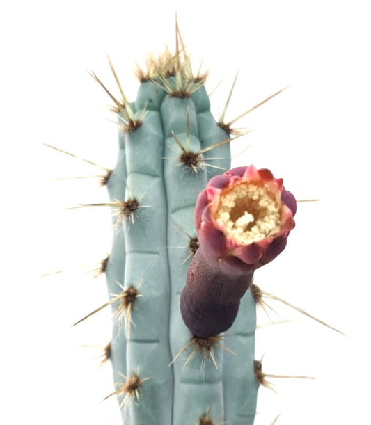 Pilosocereus pentaedrophorus blue-green cactus stem with spines and purple flower bud