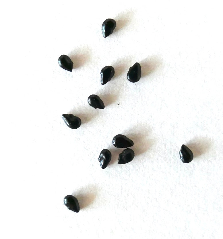 Pilosocereus pentaedrophorus black cactus seeds scattered on white background