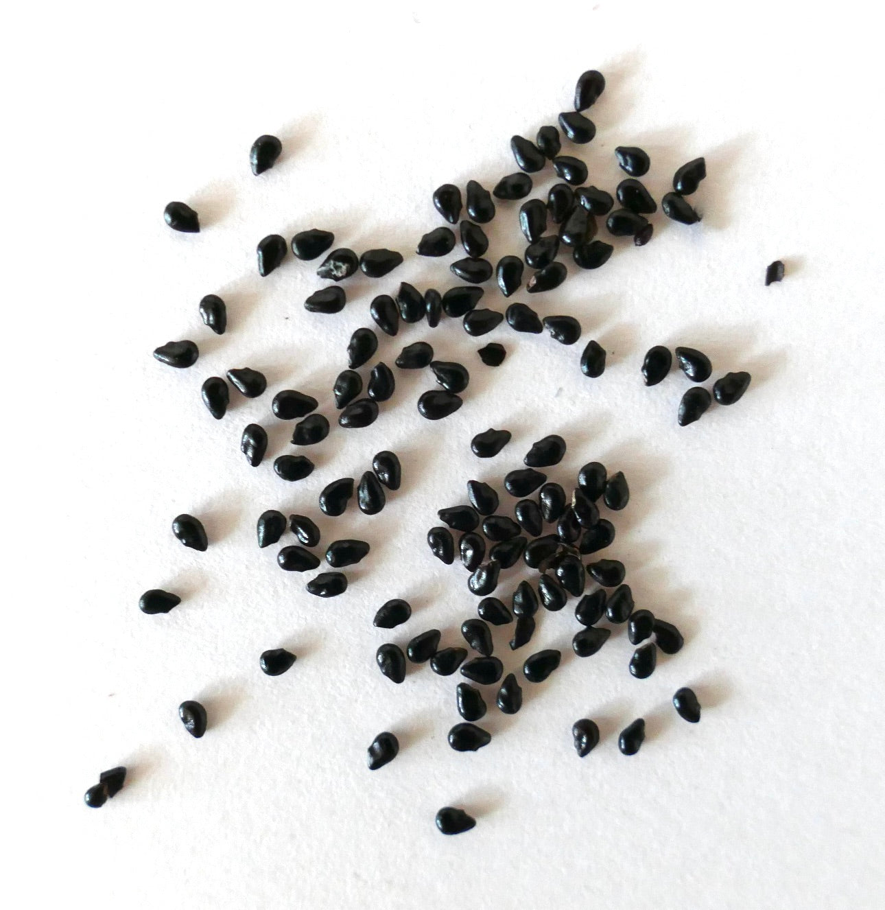 Pilosocereus pentaedrophorus black cactus seeds scattered on white background