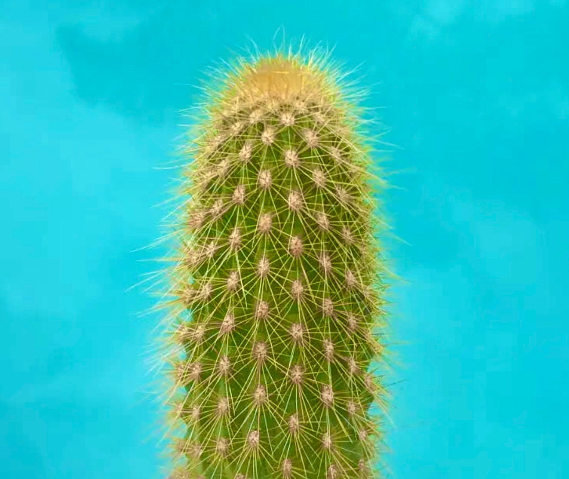 Pilosocereus piauhyensis alto cactus verde con spine gialle e texture costoluta su sfondo blu