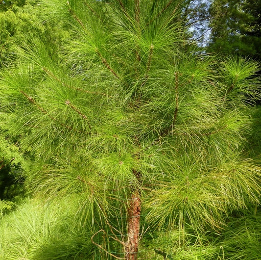 Pinus caribaea var hondurensis | Honduran Caribbean Pine | SEEDS