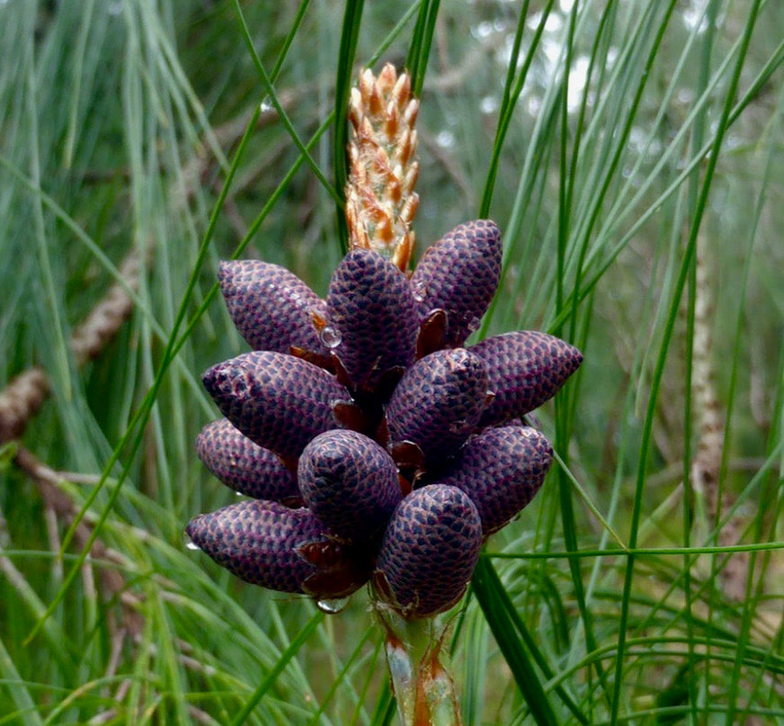 Pinus devoniana close-up of rare purple pine cones with green needle foliage