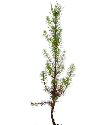 Pinus pinea | Stone Pine | Umbrella Pine