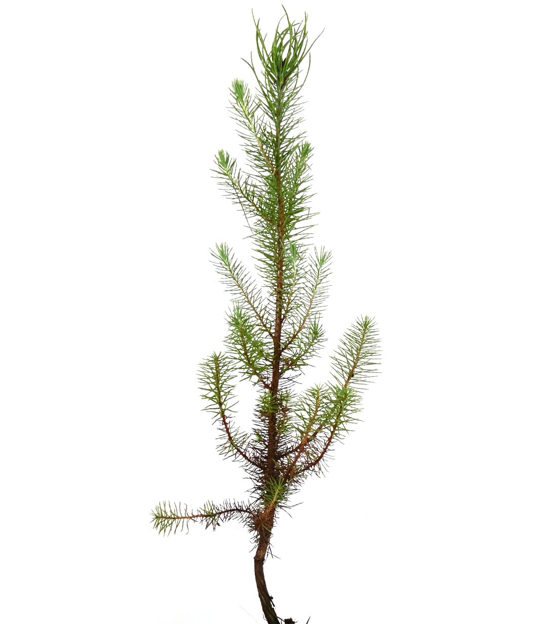 Pinus pinea young slender conifer with sparse green needles and thin branches