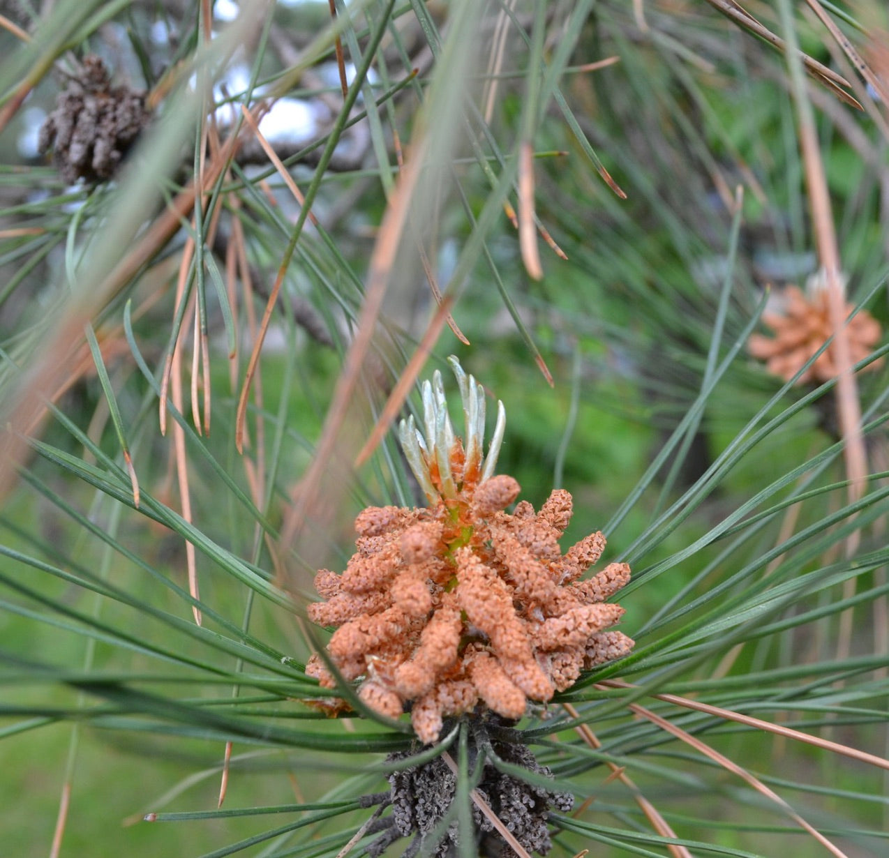 Pinus roxburghii male cones with long green needles on conifer tree branch