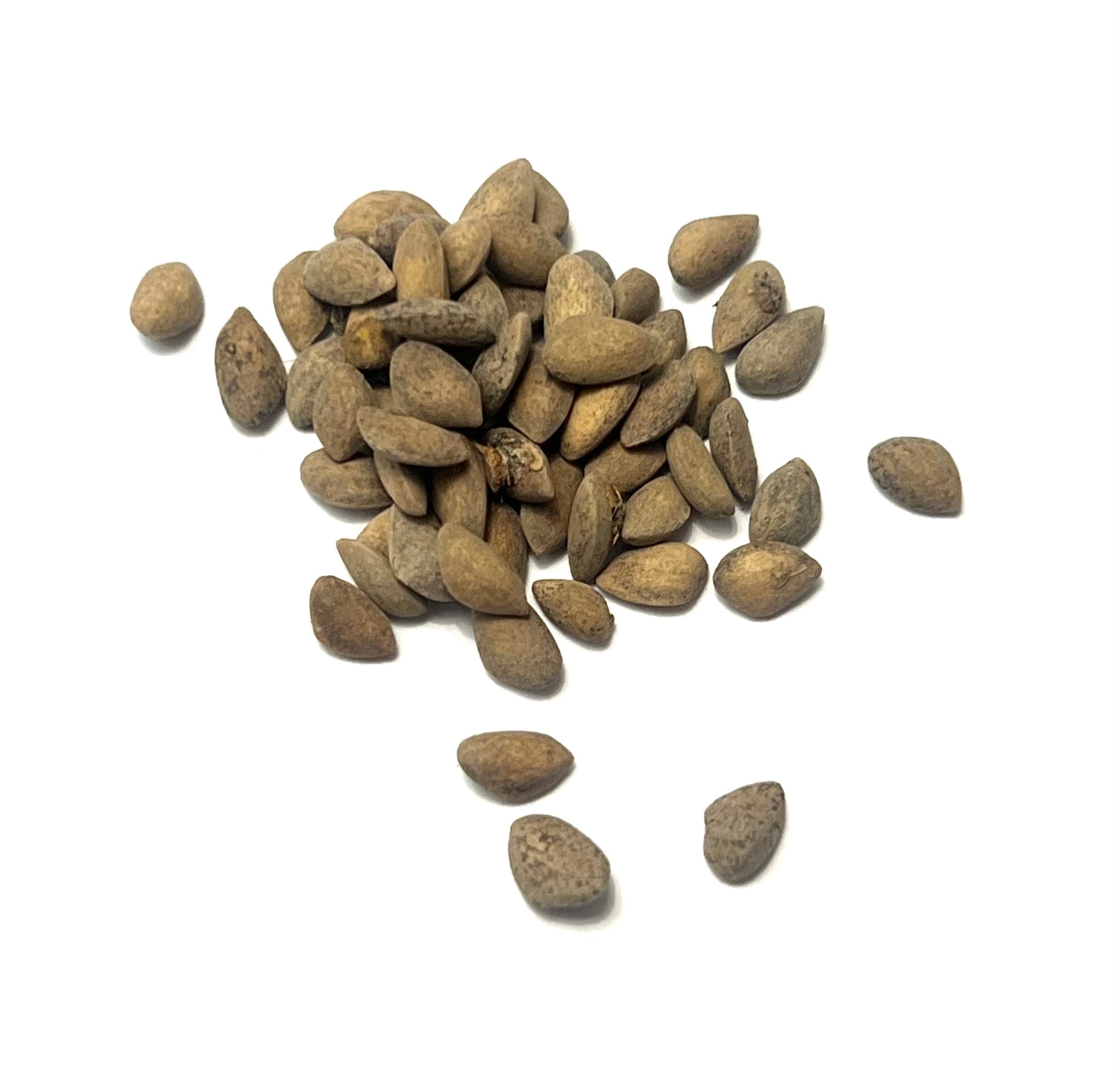 Pinus aristata brown seeds for rare conifer tree cultivation on white background