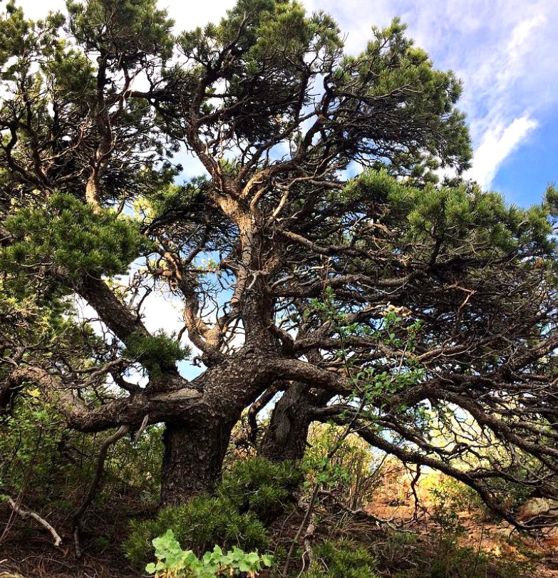 Pinus aristata mature tree with twisted branches and dense green needles in natural habitat