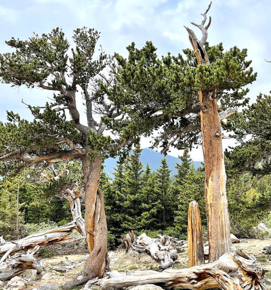Alberi maturi di pino bristlecone Pinus aristata con tronchi contorti e aghi verdi densi