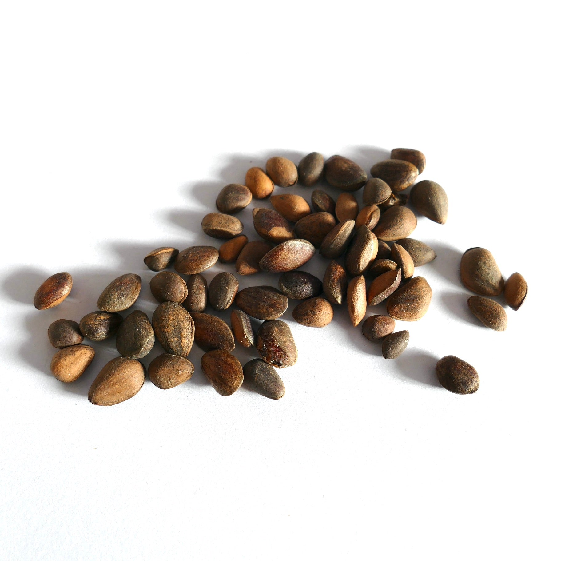 Pinus armandii brown seeds scattered on white background for planting