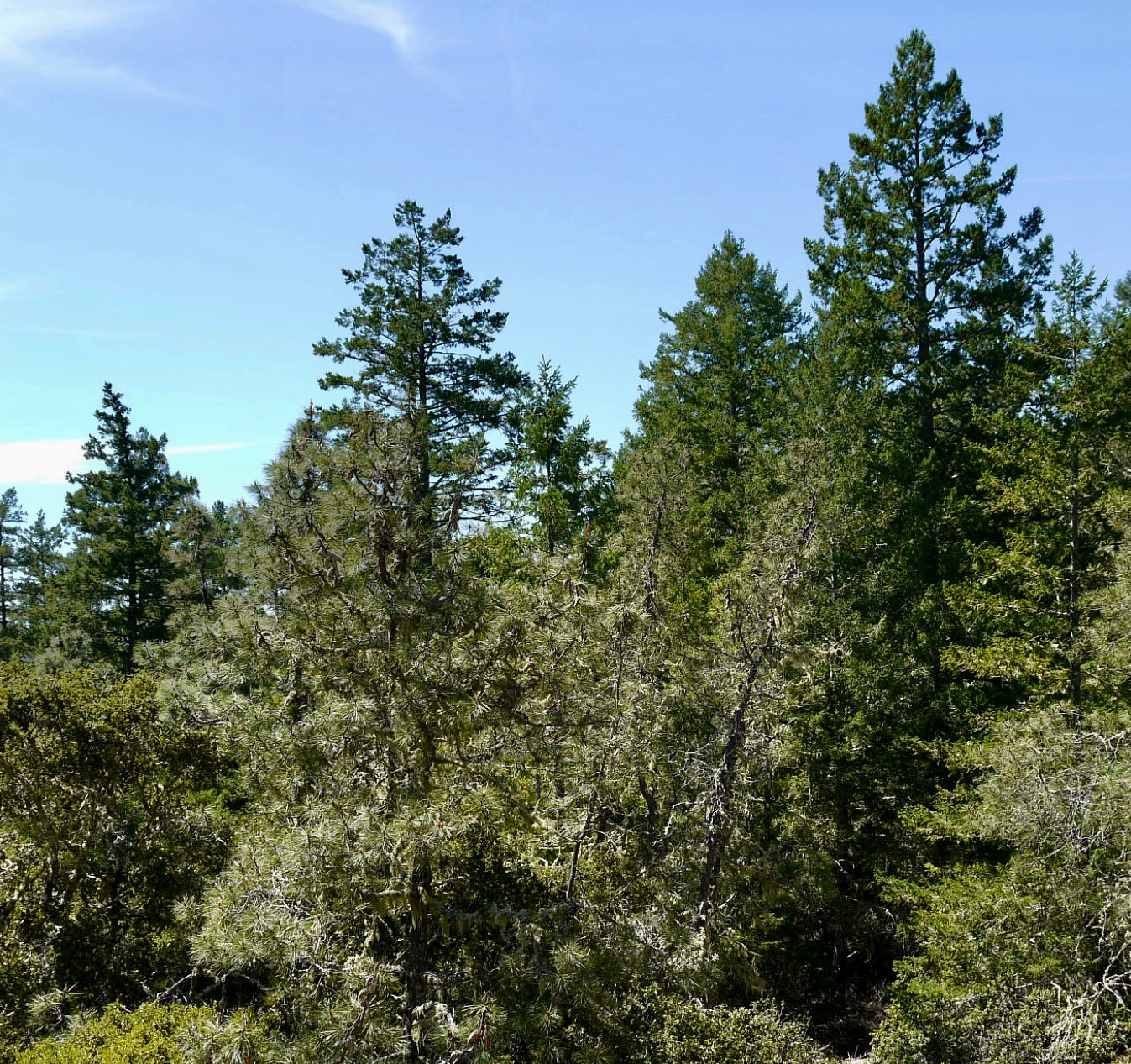 Pinus attenuata coniferous tree with dense green needles in forest environment