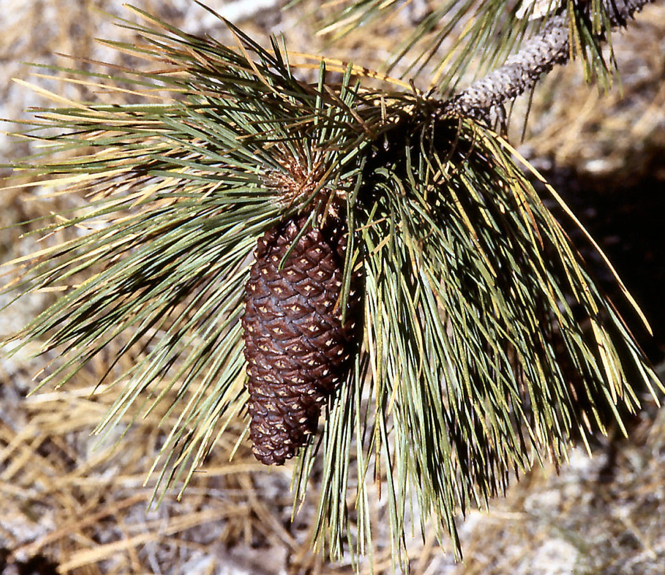 Pinus attenuata primo piano di gruppi di aghi verdi con distintivo cono a turbante marrone