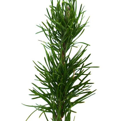 Aghi verdi densi di Pinus banksiana su un ramo sottile, primo piano