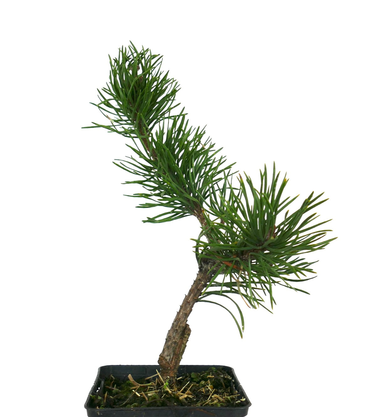 Piccolo bonsai di Pinus banksiana con fitte ciocche di aghi verdi e corteccia strutturata in vaso