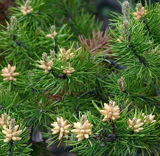 Aghi verdi freschi di Pinus banksiana con coni maschili giallo pallido in primo piano, dettaglio ravvicinato