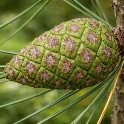 Pinus brutia var. pityusa 40-65cm | Calabrian pine | Turkish pine