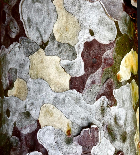 Pinus bungeana white, green, and brown peeling bark with textured patches close-up