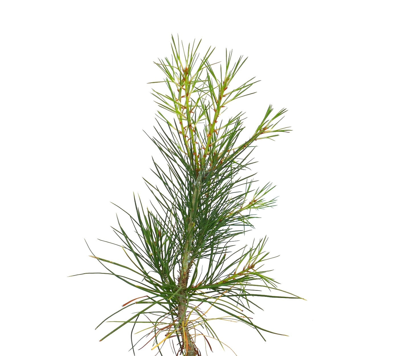 Pinus bungeana young green needles with slender branches and textured bark detail