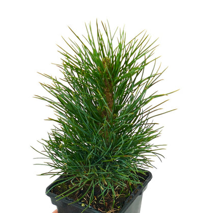 Pianta giovane densa di Pinus cembra, pino cembro svizzero, con aghi verdi lunghi in vaso nero