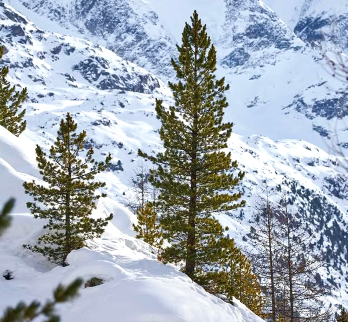 Albero conifera sempreverde Pinus cembra nel paesaggio innevato delle montagne alpine