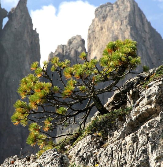 Pinus cembra small alpine conifer with dense green needles growing on rocky slope