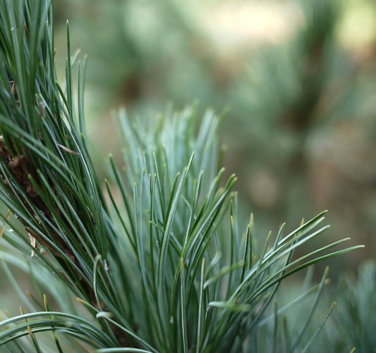 Pinus cembra cv SARTORI dense green needles close-up on healthy conifer branch
