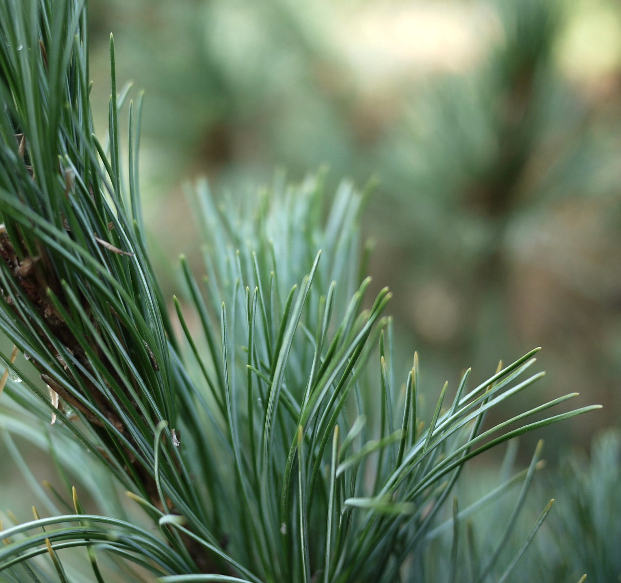 Primo piano di gruppi fitti di aghi verdi su ramo di conifera di Pinus cembra cv SARTORI