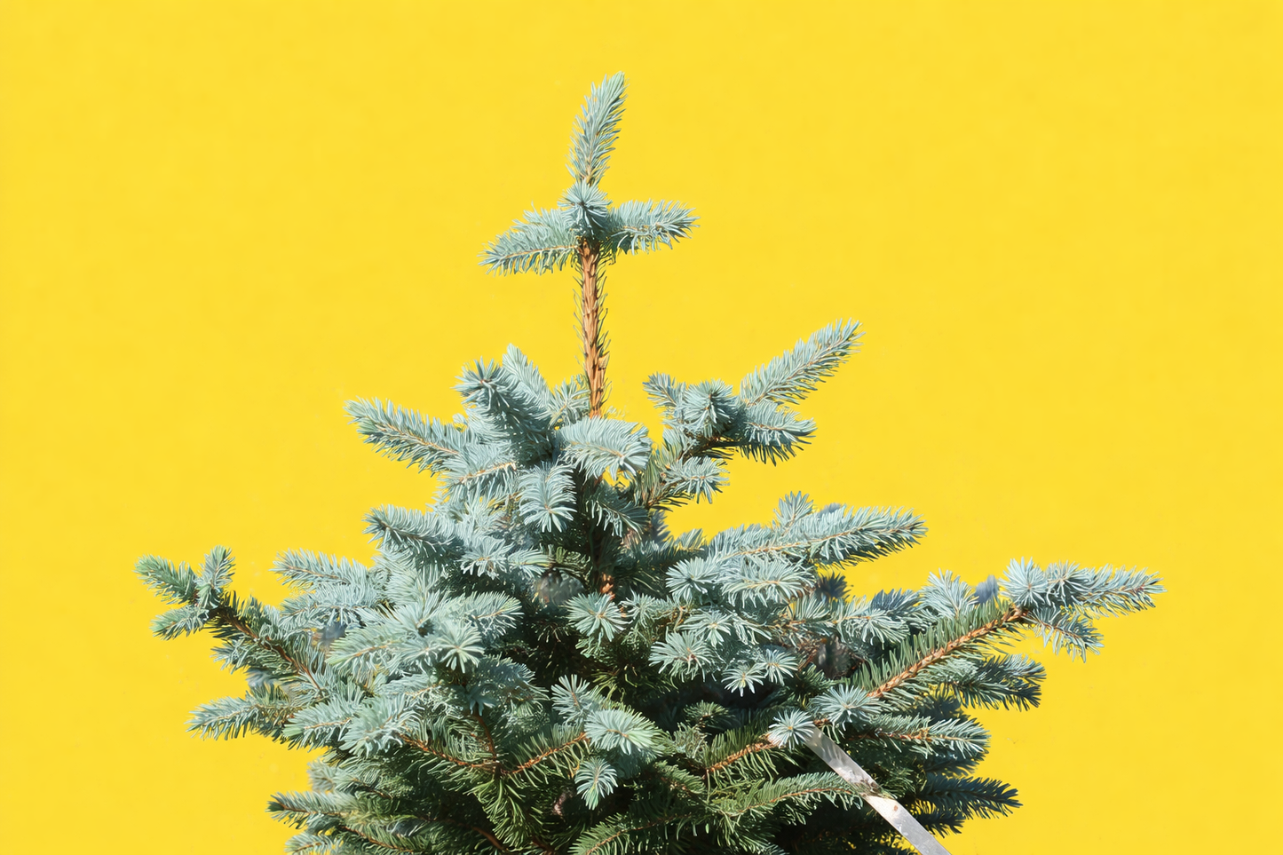 Aghi glauchi blu di Pinus cembra ramo fitto di conifera su sfondo giallo