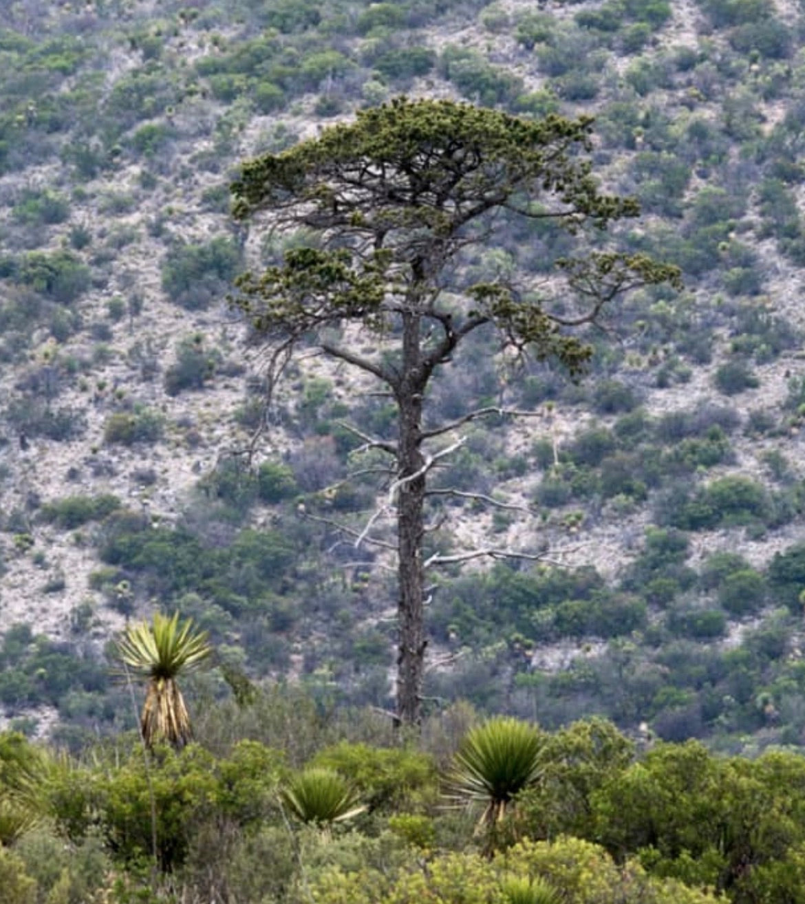 Pinus cembroides subsp. cembroides albero sempreverde alto con rami radi e aghi verdi nel suo habitat naturale