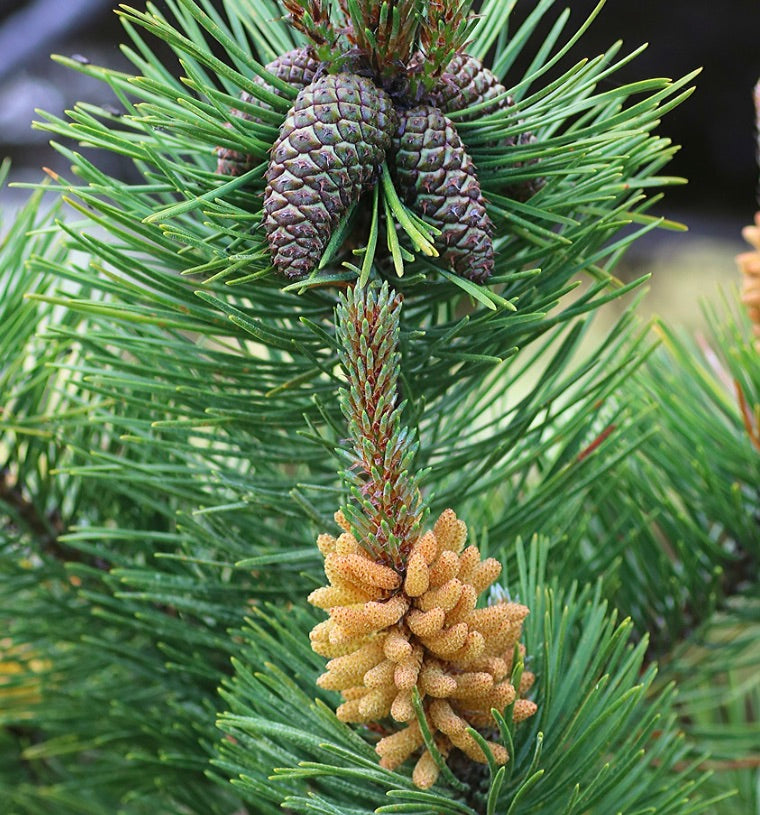 Aghi verdi di Pinus contorta con coni marroni in sviluppo e coni maschili gialli di polline a primo piano