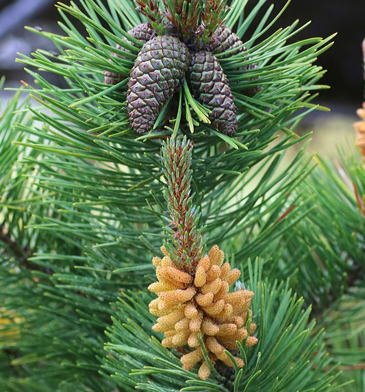 Aghi verdi di Pinus contorta con coni marroni in sviluppo e coni maschili gialli di polline a primo piano