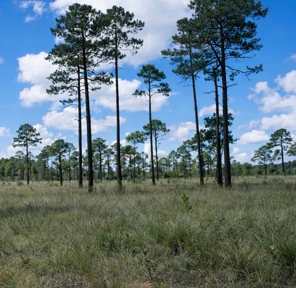 Pinus cooperi 20-35cm | Cooper's pine | Mexican pine