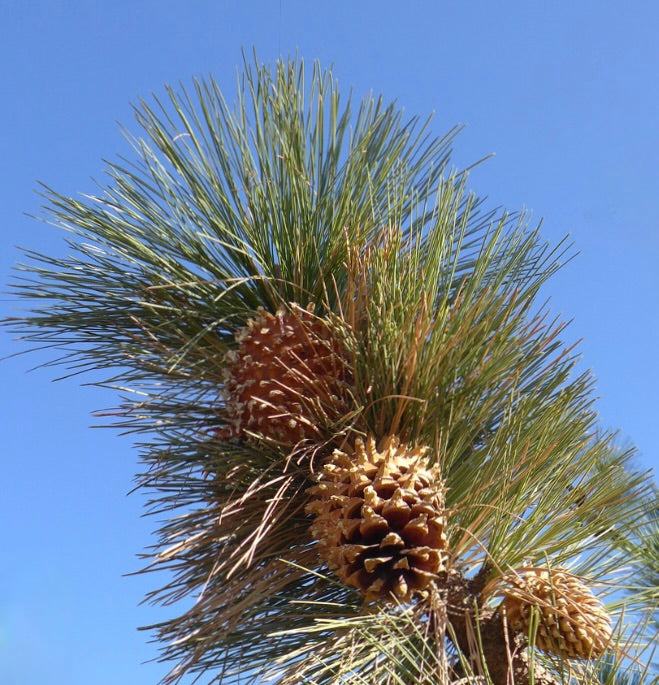 Coni di pino maturi di Pinus coulteri con lunghe aghi verdi contro un cielo azzurro