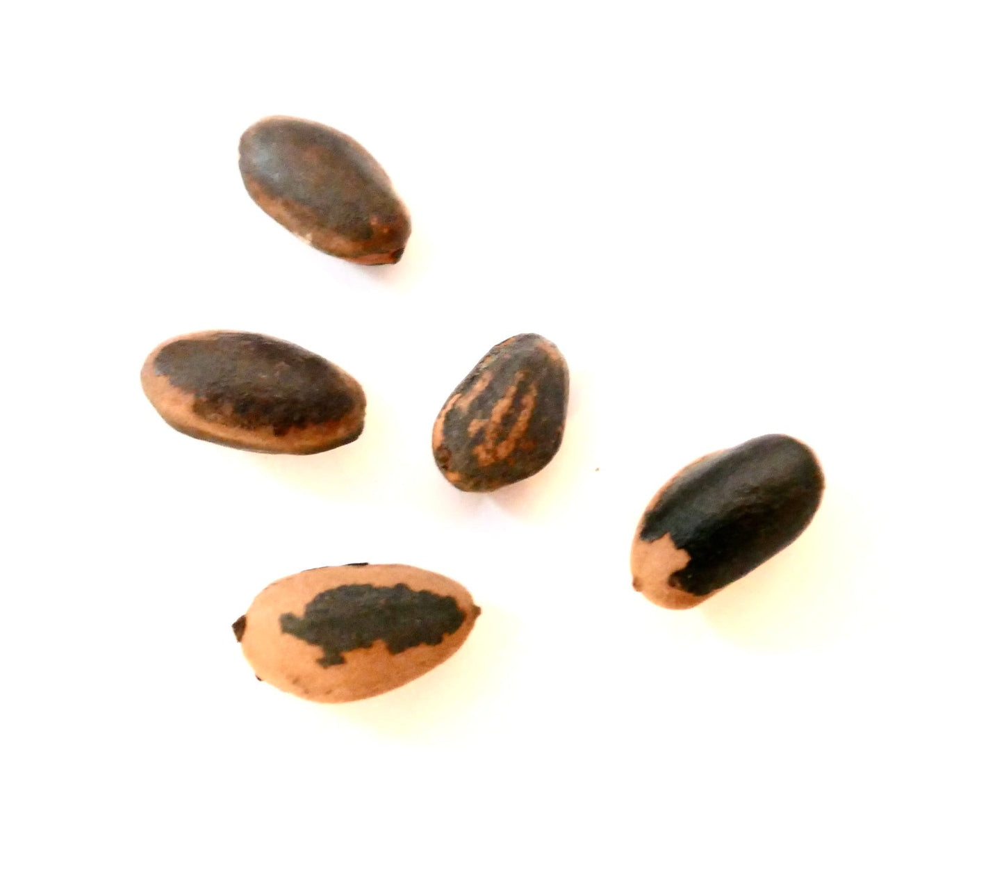 Semi di pino Pinus coulteri grandi marroni e neri su sfondo bianco