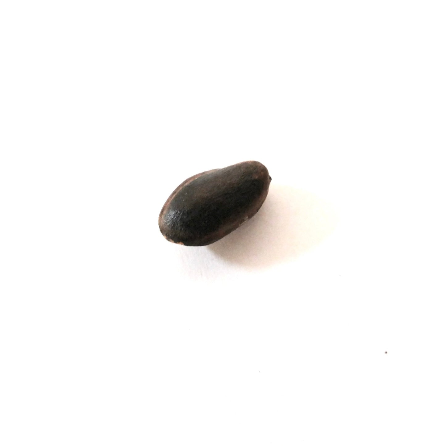 Semina di Pinus coulteri con superficie liscia marrone scuro isolata su sfondo bianco