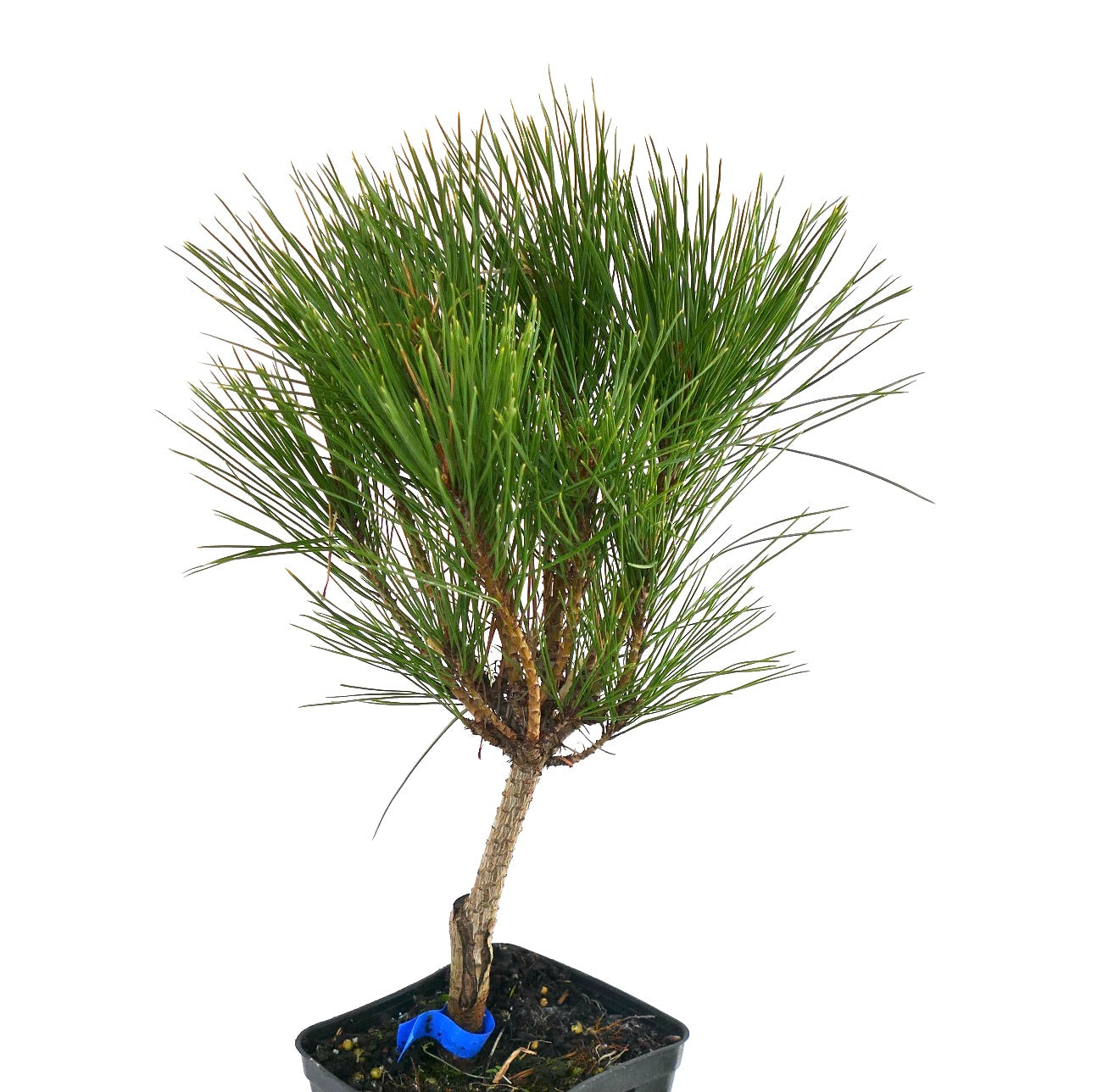 Pinus densiflora cv ALICE VERKADE compact Japanese red pine with dense green needle clusters
