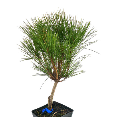 Pinus densiflora cv ALICE VERKADE compact Japanese red pine with dense green needle clusters
