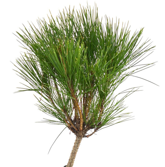 Pinus densiflora cv ALICE VERKADE compact Japanese red pine with dense green needle clusters and textured bark