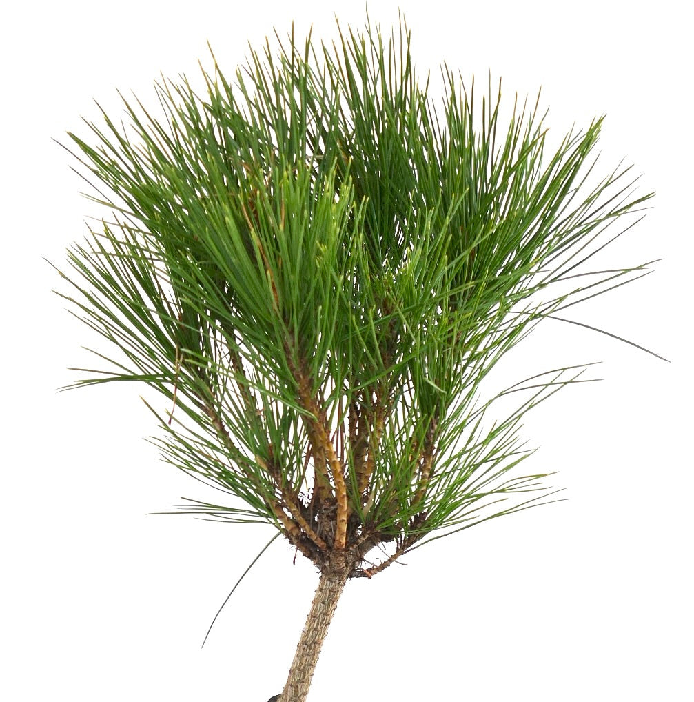 Pinus densiflora cv ALICE VERKADE, pino sempreverde compatto con densi cespugli di aghi verdi e corteccia strutturata