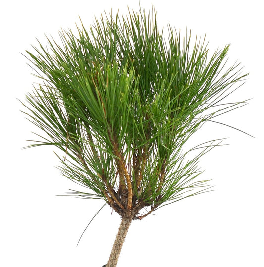 Pinus densiflora cv ALICE VERKADE, pino sempreverde compatto con densi cespugli di aghi verdi e corteccia strutturata