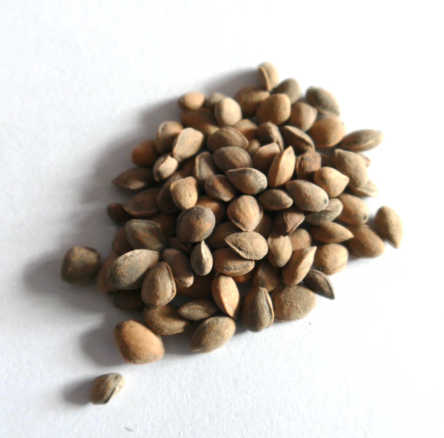 Pinus devoniana brown seeds close-up on white background for planting