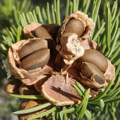 Pinus edulis 20-35cm | Pinyon pine | Two-needle pine